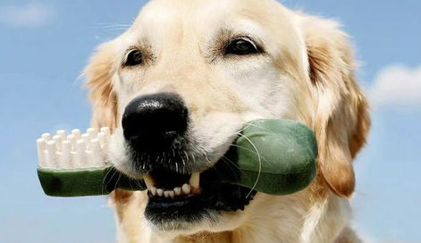 狗牙齿不好是什么东西原因？(图2)