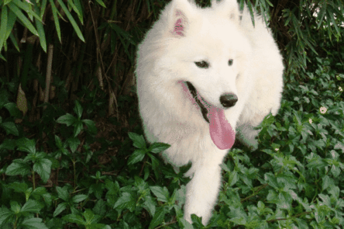 萨摩耶口水多该怎么办啊？先要搞清楚原因(图1)