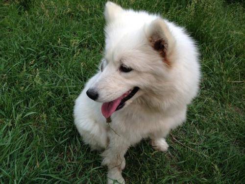 萨摩耶口水多该怎么办啊？先要搞清楚原因(图2)