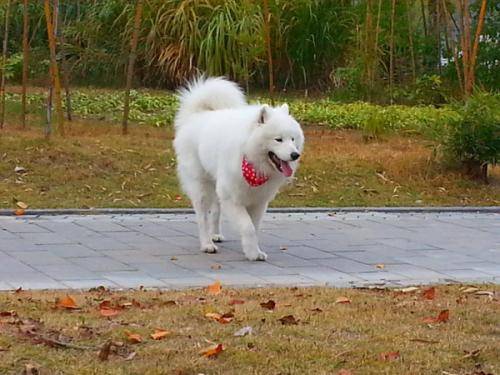 萨摩耶口水多该怎么办啊？先要搞清楚原因(图3)