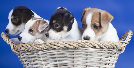 引响宠物狗健康状态的各种因素?(图1)