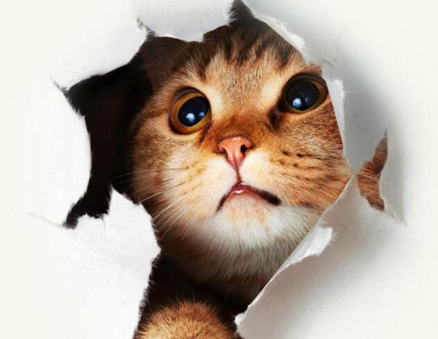 母猫体重参考表(图1)