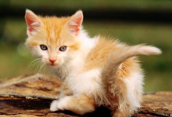 母猫体重参考表(图2)