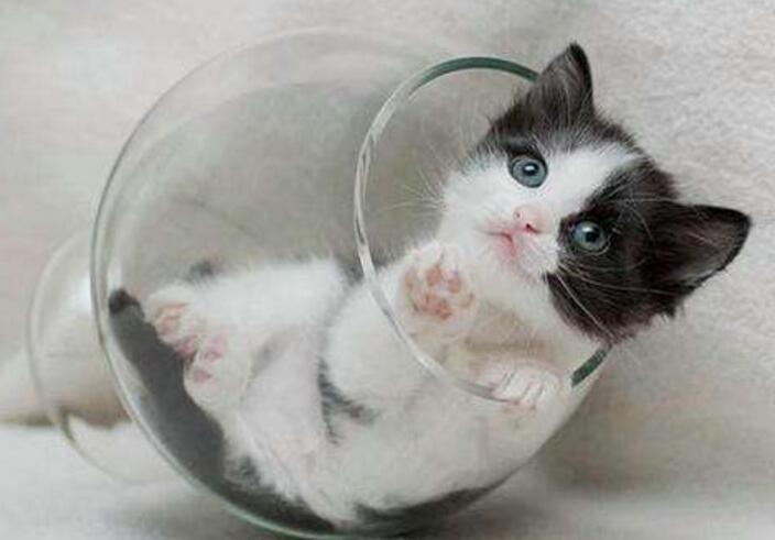 母猫体重参考表(图3)