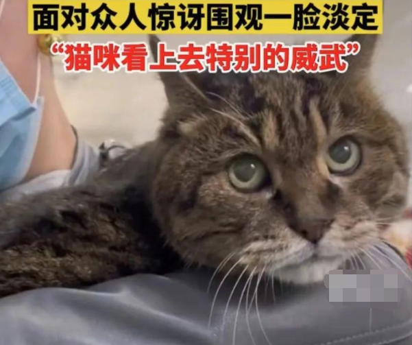 23岁猫咪被众人看热闹一脸要淡定超很可爱 网友惊：竟有会如此能长寿的猫咪(图1)