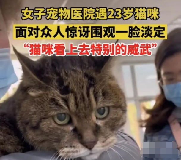 23岁猫咪被众人看热闹一脸要淡定超很可爱 网友惊：竟有会如此能长寿的猫咪(图2)