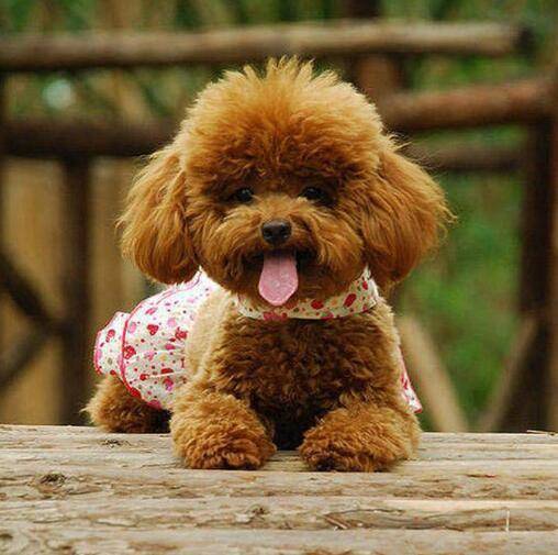 泰迪狗好养吗？养好它并不太难(图1)