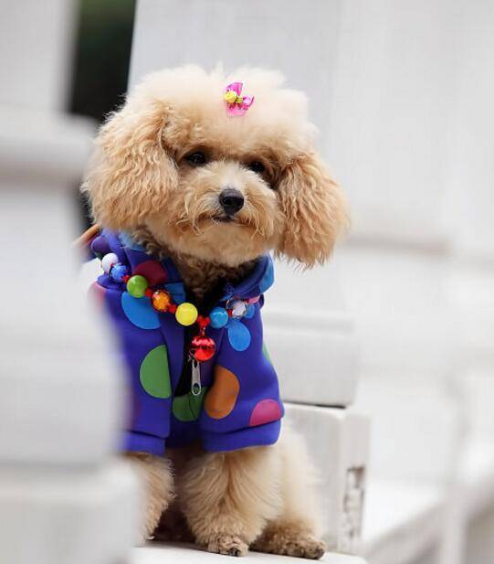 泰迪狗好养吗？养好它并不太难(图2)