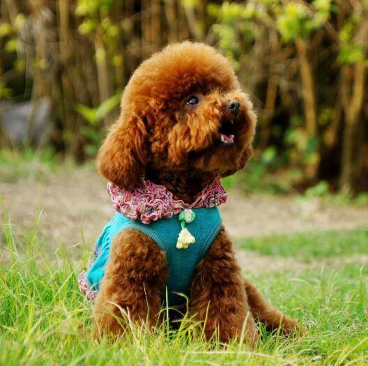 泰迪狗好养吗？养好它并不太难(图3)