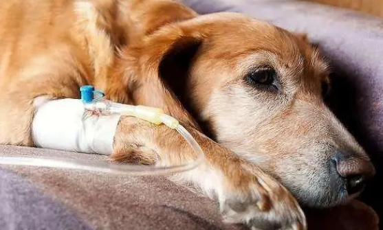 宠物狗肾脏衰竭的精神症状？(图1)