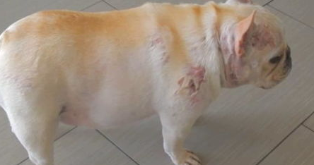 宠物狗肾脏衰竭的精神症状？(图2)