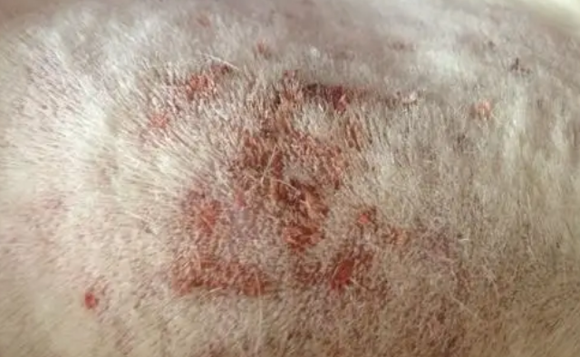 狗狗真菌性皮肤病的介绍包括治疗方法？(图1)