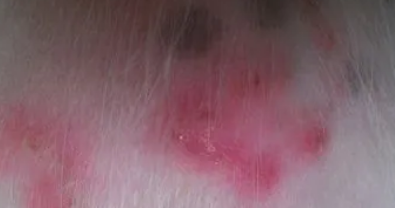 狗狗真菌性皮肤病的介绍包括治疗方法？(图2)