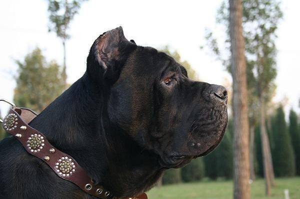 卡斯罗犬为什么不剪耳朵？个中缘由为你道来(图3)