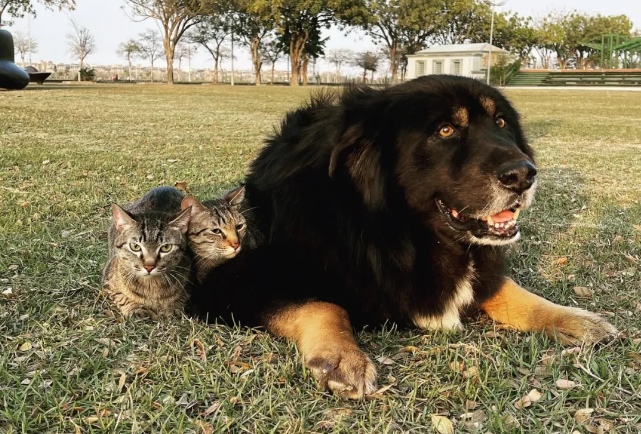 猫咪对鱼干不太感兴趣 竟只一见钟于白菜？还全家都爱吃！(图1)