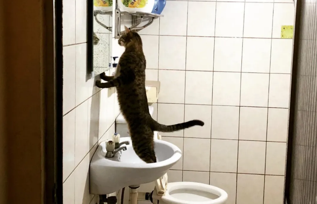 猫咪对鱼干不太感兴趣 竟只一见钟于白菜？还全家都爱吃！(图2)