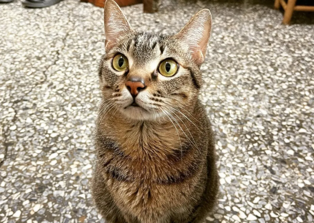 猫咪对鱼干不太感兴趣 竟只一见钟于白菜？还全家都爱吃！(图3)