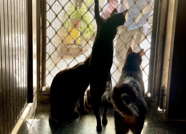 猫咪对鱼干不太感兴趣 竟只一见钟于白菜？还全家都爱吃！(图4)