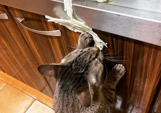 猫咪对鱼干不太感兴趣 竟只一见钟于白菜？还全家都爱吃！(图5)