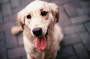 那些个狗狗最常见的一种的眼疾知识？(图1)