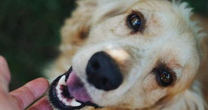 那些个狗狗最常见的一种的眼疾知识？(图2)