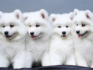 萨摩耶很喜欢咬东西该怎么办？两个改嘛它的方法(图1)