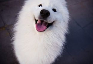 萨摩耶很喜欢咬东西该怎么办？两个改嘛它的方法(图3)