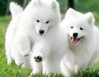 萨摩耶很喜欢咬东西该怎么办？两个改嘛它的方法(图2)