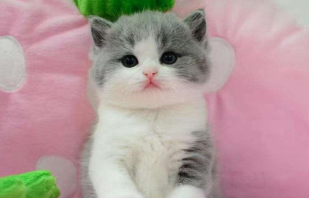 一只胖仓鼠 被三只蓝猫议论纷纷 猫咪诧异的样子把主人萌翻天(图1)