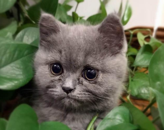 一只胖仓鼠 被三只蓝猫议论纷纷 猫咪诧异的样子把主人萌翻天(图2)