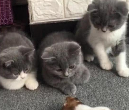 一只胖仓鼠 被三只蓝猫议论纷纷 猫咪诧异的样子把主人萌翻天(图3)