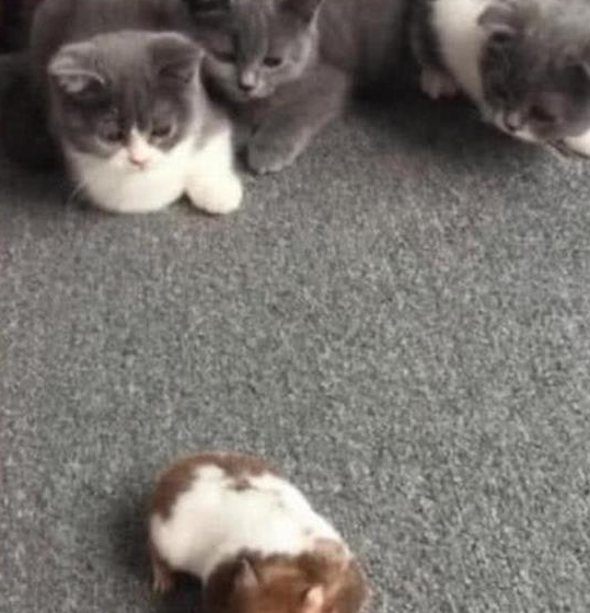 一只胖仓鼠 被三只蓝猫议论纷纷 猫咪诧异的样子把主人萌翻天(图4)