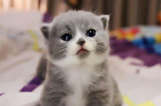 一只胖仓鼠 被三只蓝猫议论纷纷 猫咪诧异的样子把主人萌翻天(图5)