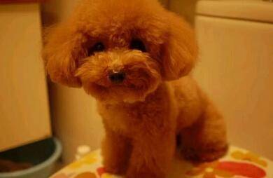 泰迪犬咋训练比较好好？掌握到几点秒变“哮天犬”(图2)