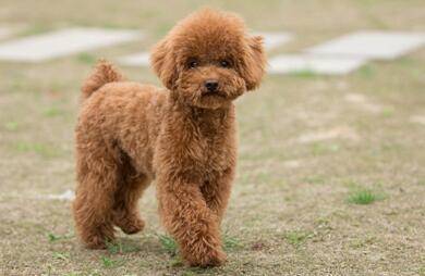 泰迪犬咋训练比较好好？掌握到几点秒变“哮天犬”(图1)