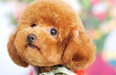 泰迪犬咋训练比较好好？掌握到几点秒变“哮天犬”(图3)