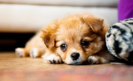 狗狗怎么确认感冒发烧？(图2)