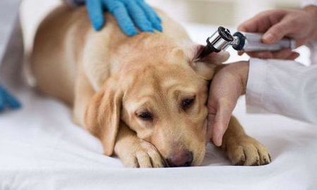 狗狗怎么确认感冒发烧？(图1)