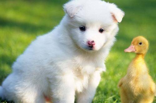 狗狗我想知道为什么还老叫？平时少训练很重要的是(图1)