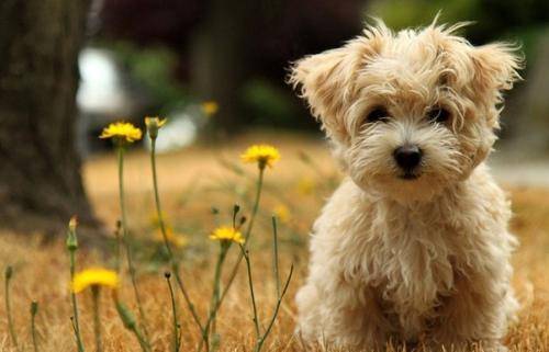 狗狗我想知道为什么还老叫？平时少训练很重要的是(图3)