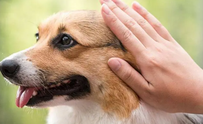 小狗训练治疗的好处有都有什么？(图1)