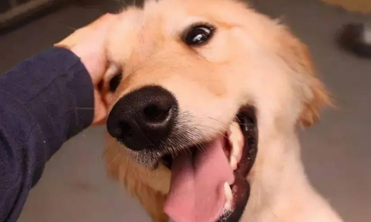 小狗训练治疗的好处有都有什么？(图2)