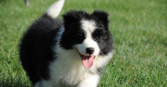 边境牧羊犬咬人吗？如何确定要人取决教训(图1)