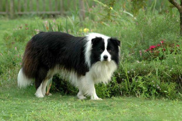 边境牧羊犬咬人吗？如何确定要人取决教训(图3)