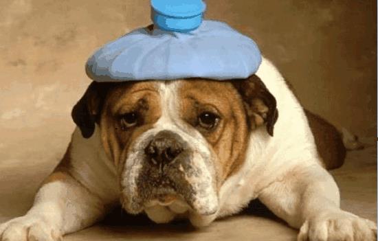 狗病有哪些症状?咋治疗好?(图2)