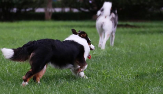 边境牧羊犬掉不会掉毛？多少肯定会掉一些的(图1)