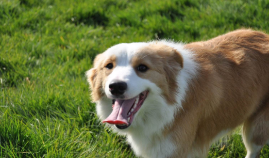 边境牧羊犬掉不会掉毛？多少肯定会掉一些的(图2)