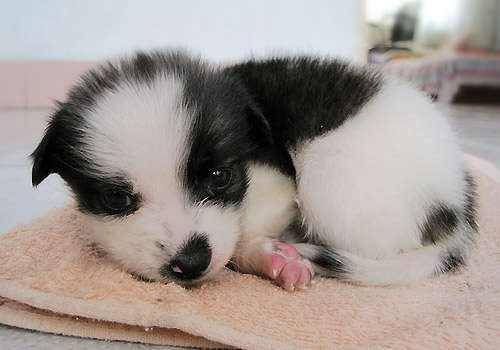 边境牧羊犬掉不会掉毛？多少肯定会掉一些的(图3)