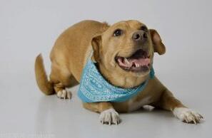 狗狗的关节问题有几种？怎么护理狗狗关节疾病？(图1)