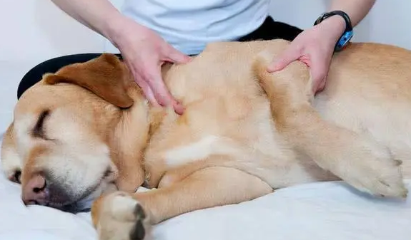 狗狗的关节问题有几种？怎么护理狗狗关节疾病？(图2)